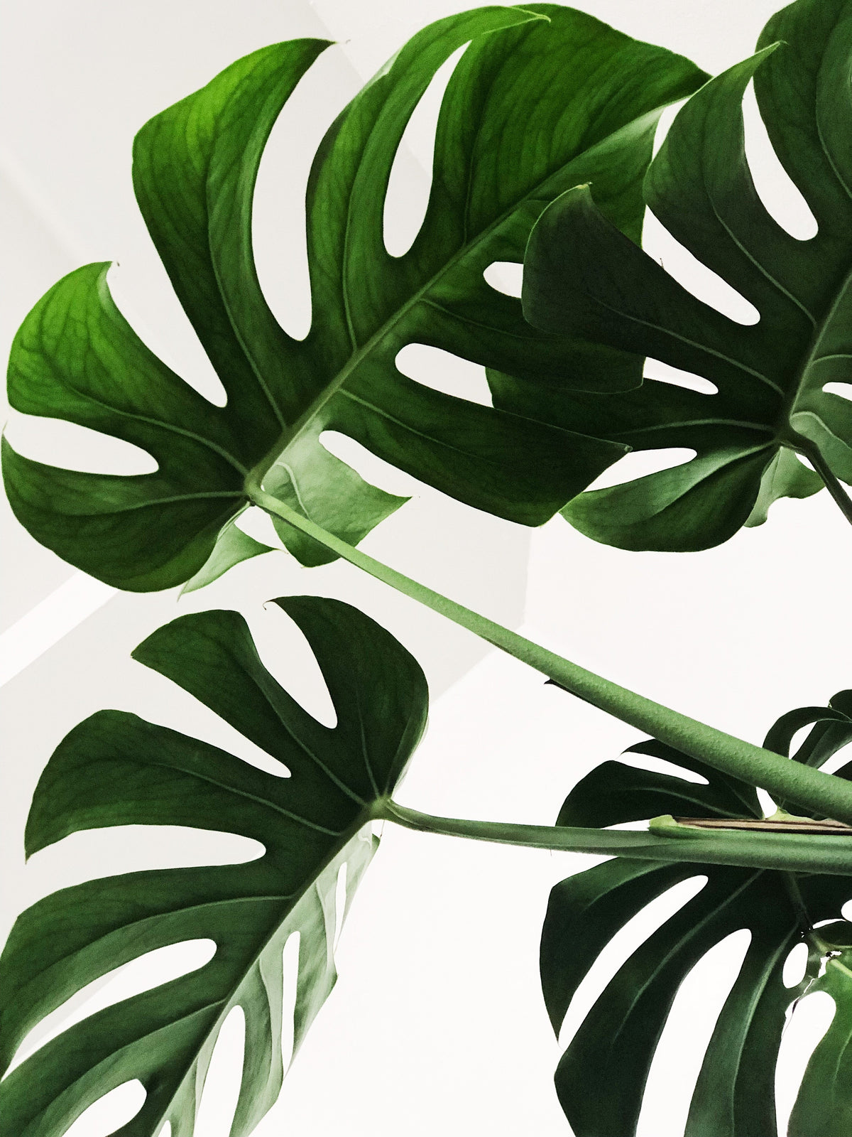 Silk Monstera Frond